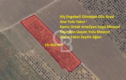 MANİSA SARUHANLI'DA SATILIK ZEYTİNLİK TARLA