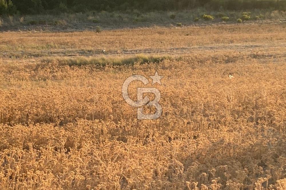 Urla Kalabak'ta 27 Dönüm Kadastral Yol Cepheli Satılık Tarla