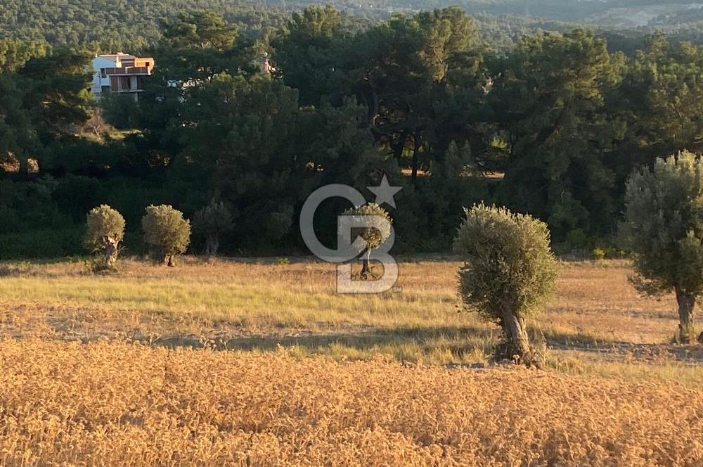 Urla Kalabak'ta 27 Dönüm Kadastral Yol Cepheli Satılık Tarla