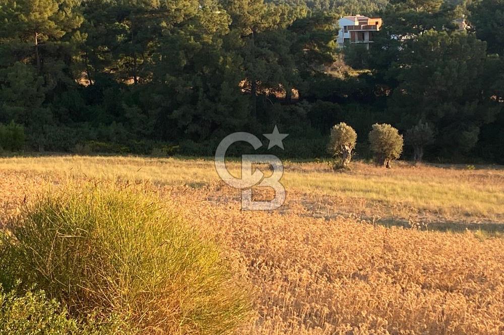 Urla Kalabak'ta 27 Dönüm Kadastral Yol Cepheli Satılık Tarla