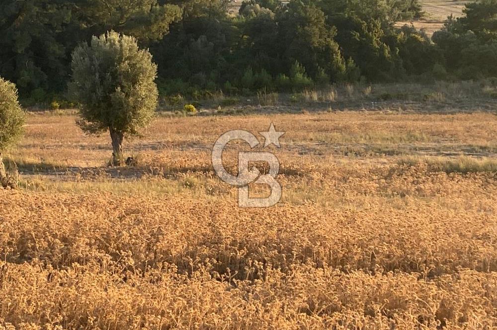 Urla Kalabak'ta 27 Dönüm Kadastral Yol Cepheli Satılık Tarla