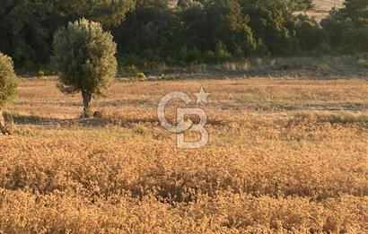 Urla Kalabak'ta 27 Dönüm Kadastral Yol Cepheli Satılık Tarla