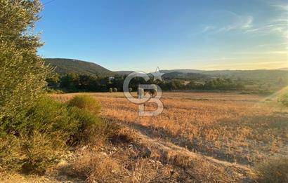 Urla Kalabak'ta 27 Dönüm Kadastral Yol Cepheli Satılık Tarla