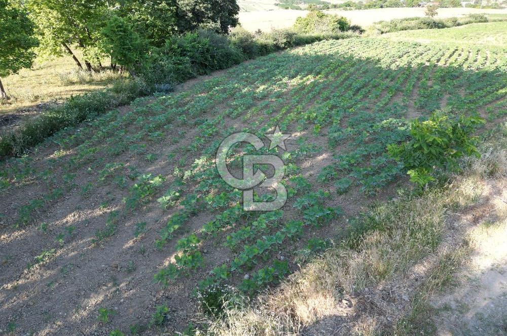 Gelibolu Cumalı Köyünde Deniz Manzaralı İmar sınırında Satılık Tarla