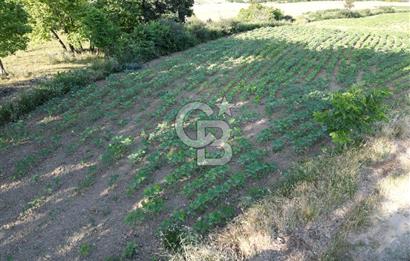 Gelibolu Cumalı Köyünde Deniz Manzaralı İmar sınırında Satılık Tarla