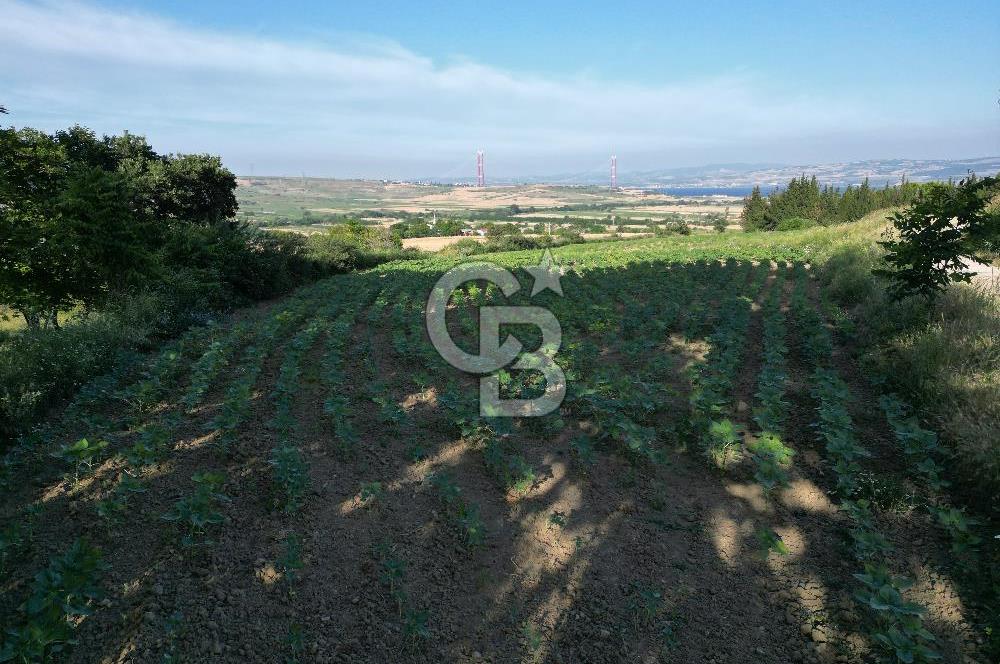 Gelibolu Cumalı Köyünde Deniz Manzaralı İmar sınırında Satılık Tarla