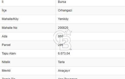 BURSA ORHANGAZİ YENİKÖY SATILIK KİVİ BAHÇESİ.!!!