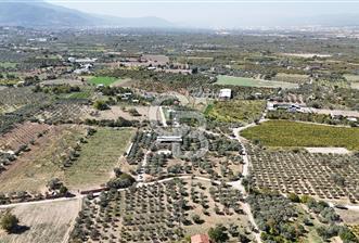 Kemalpaşa Yukarı Kızılcada Satılık Çift Tarafı Yol Zeytinlik