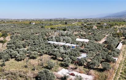 Kemalpaşa Yukarı Kızılcada Satılık Çift Tarafı Yol Zeytinlik