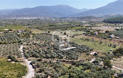 Kemalpaşa Yukarı Kızılcada Satılık Çift Tarafı Yol Zeytinlik