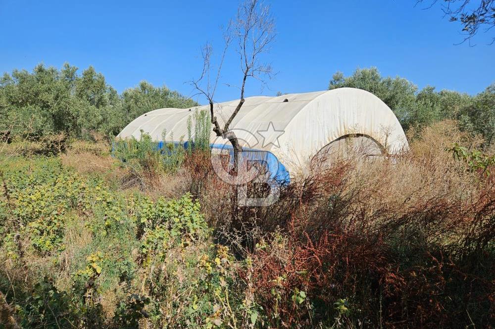 Kemalpaşa Yukarı Kızılcada Satılık Çift Tarafı Yol Zeytinlik