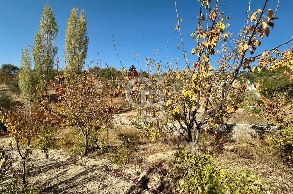 İzmir Kemalpaşa Damlacıkta Satılık Kiraz Bahçesi