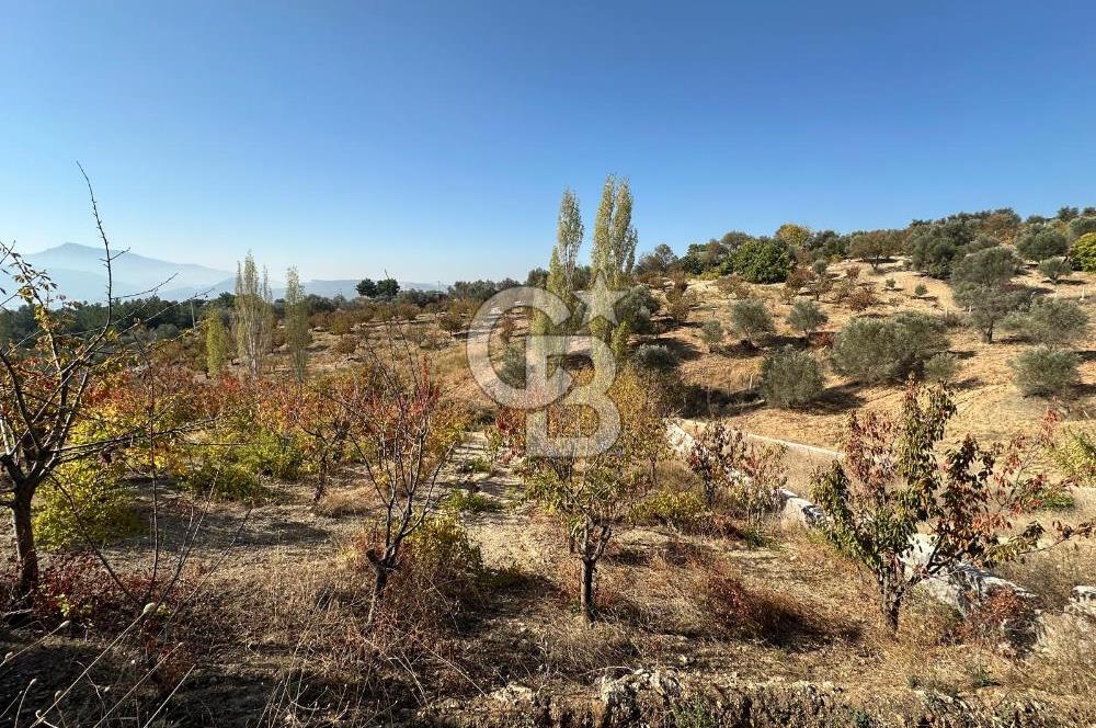 İzmir Kemalpaşa Damlacıkta Satılık Kiraz Bahçesi