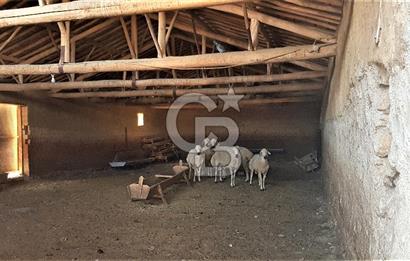CB:Dinamik'ten Çandır Köyünde Kullanıma Hazır Hayvan Çiftliği