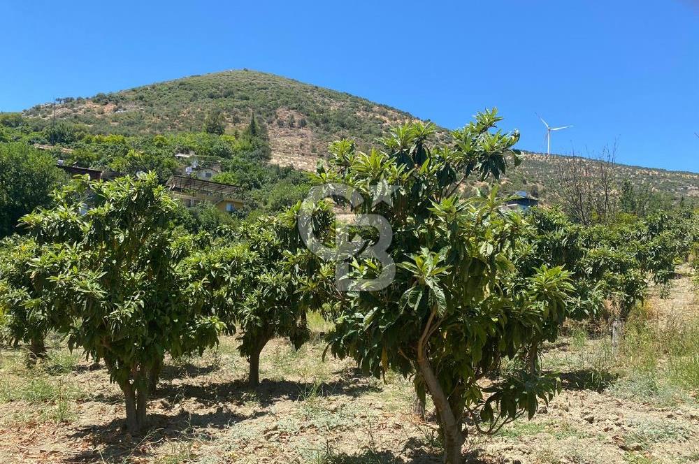Hatay Belen Ötençay Mahallesinde Satılık Bakımlı Zeytinlik