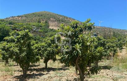 Hatay Belen Ötençay Mahallesinde Satılık Bakımlı Zeytinlik