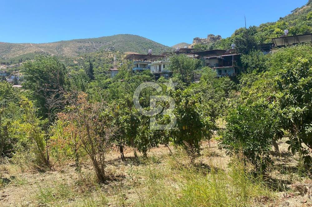 Hatay Belen Ötençay Mahallesinde Satılık Bakımlı Zeytinlik