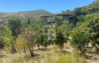 Hatay Belen Ötençay Mahallesinde Satılık Bakımlı Zeytinlik