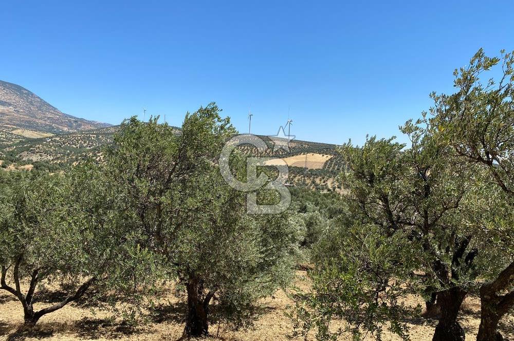 Hatay Belen Ötençay Mahallesinde Satılık Bakımlı Zeytinlik