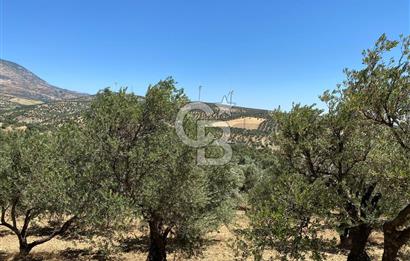 Hatay Belen Ötençay Mahallesinde Satılık Bakımlı Zeytinlik