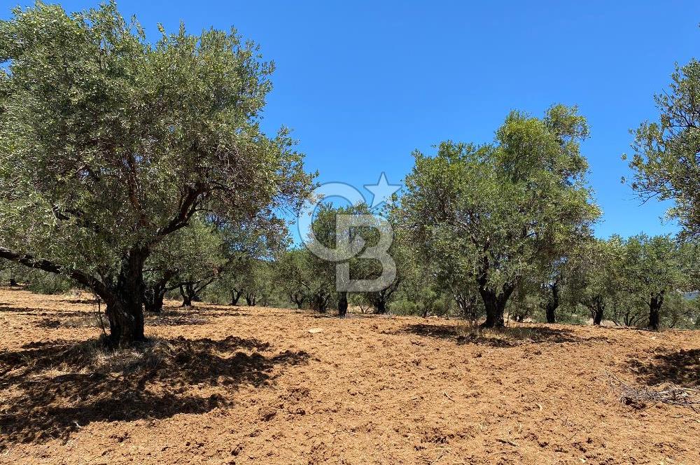 Hatay Belen Ötençay Mahallesinde Satılık Bakımlı Zeytinlik