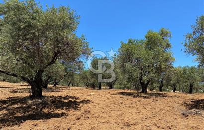Hatay Belen Ötençay Mahallesinde Satılık Bakımlı Zeytinlik