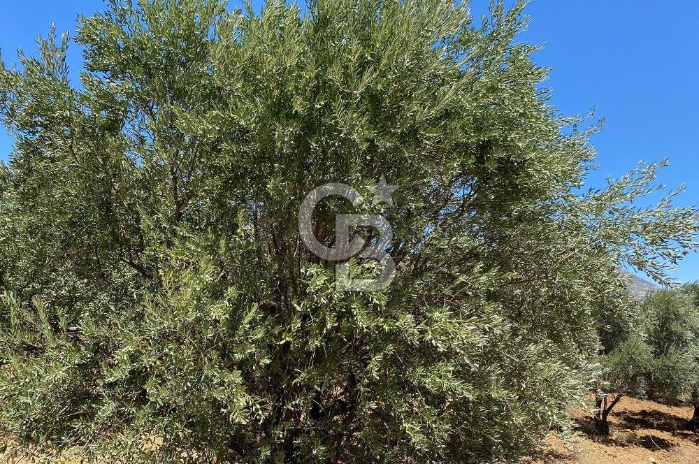 Hatay Belen Ötençay Mahallesinde Satılık Bakımlı Zeytinlik