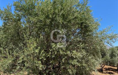 Hatay Belen Ötençay Mahallesinde Satılık Bakımlı Zeytinlik