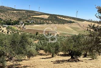 Hatay Belen Ötençay Mahallesinde Satılık Bakımlı Zeytinlik - 10 - 152736