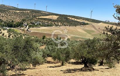 Hatay Belen Ötençay Mahallesinde Satılık Bakımlı Zeytinlik