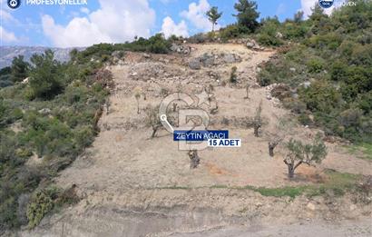 Karaburun Eğlenhoca Gölet Yolunda Resmi Yola Cepheli Tarla