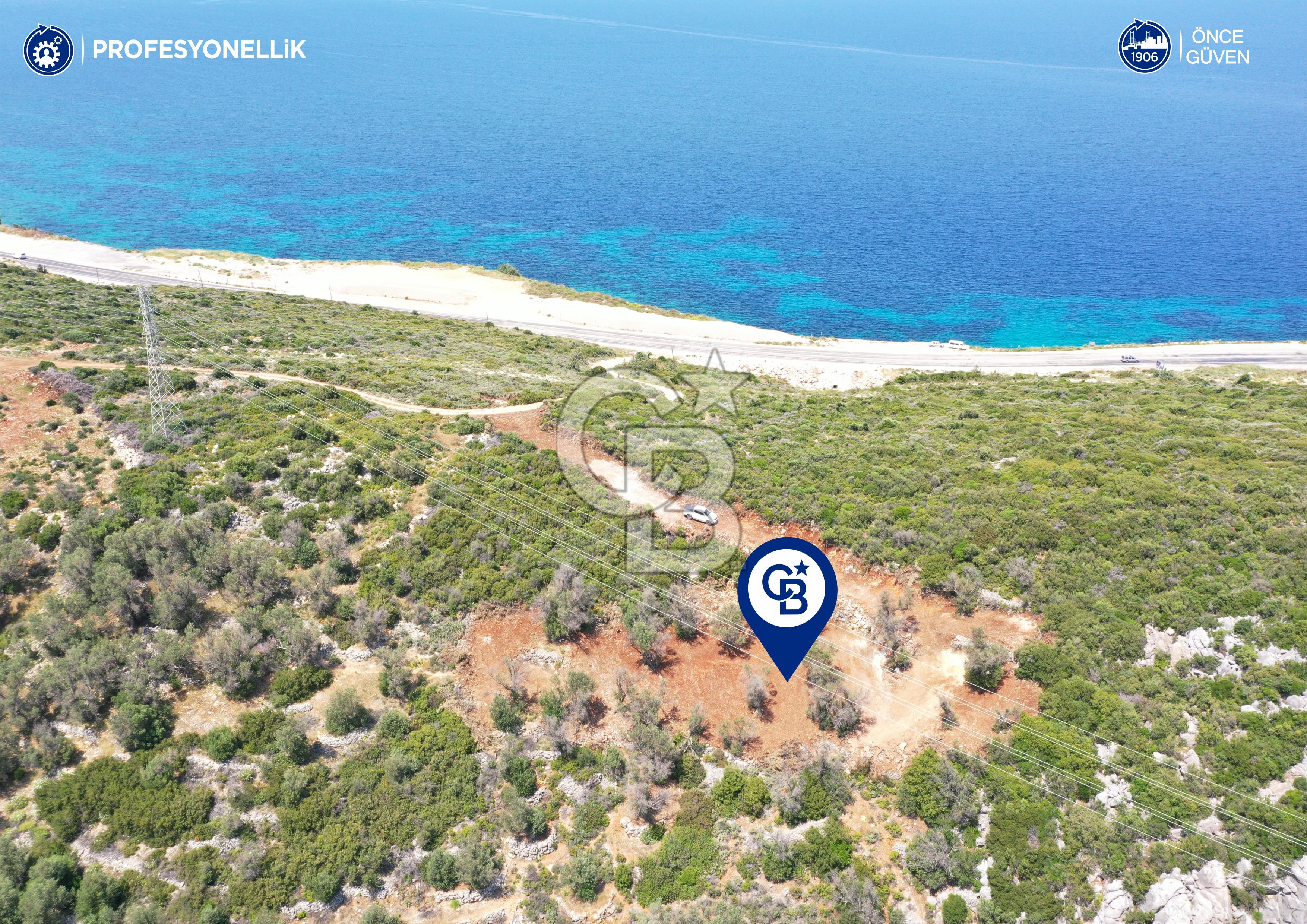 Karaburun Eğlenhoca'da Zeytin Ağaçlı Tarla