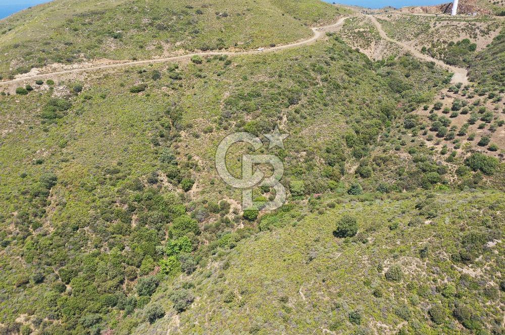 Karaburun Sarpıncık'ta 10.125 m² Tarla