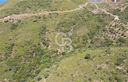 Karaburun Sarpıncık'ta 10.125 m² Tarla