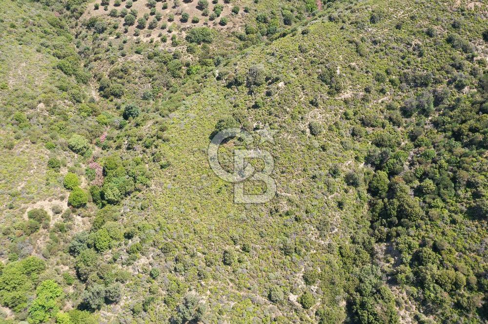 Karaburun Sarpıncık'ta 10.125 m² Tarla