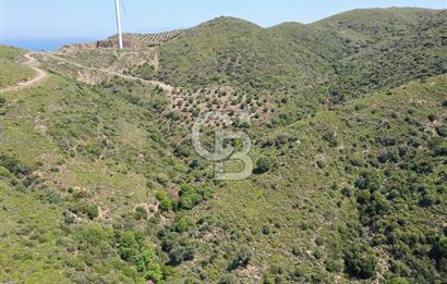Karaburun Sarpıncık'ta 10.125 m² Tarla