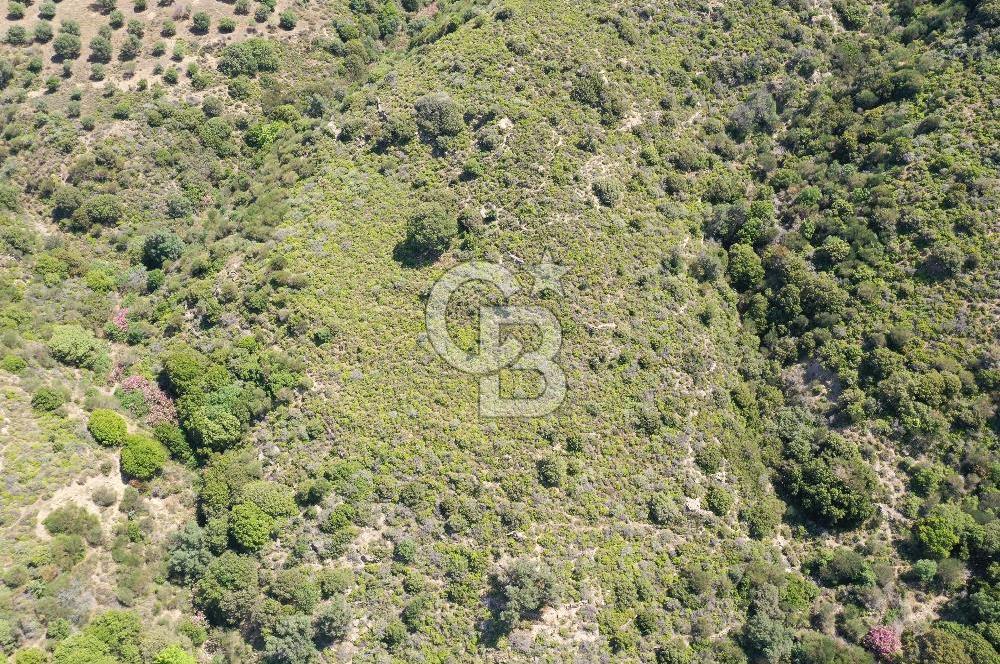 Karaburun Sarpıncık'ta 10.125 m² Tarla