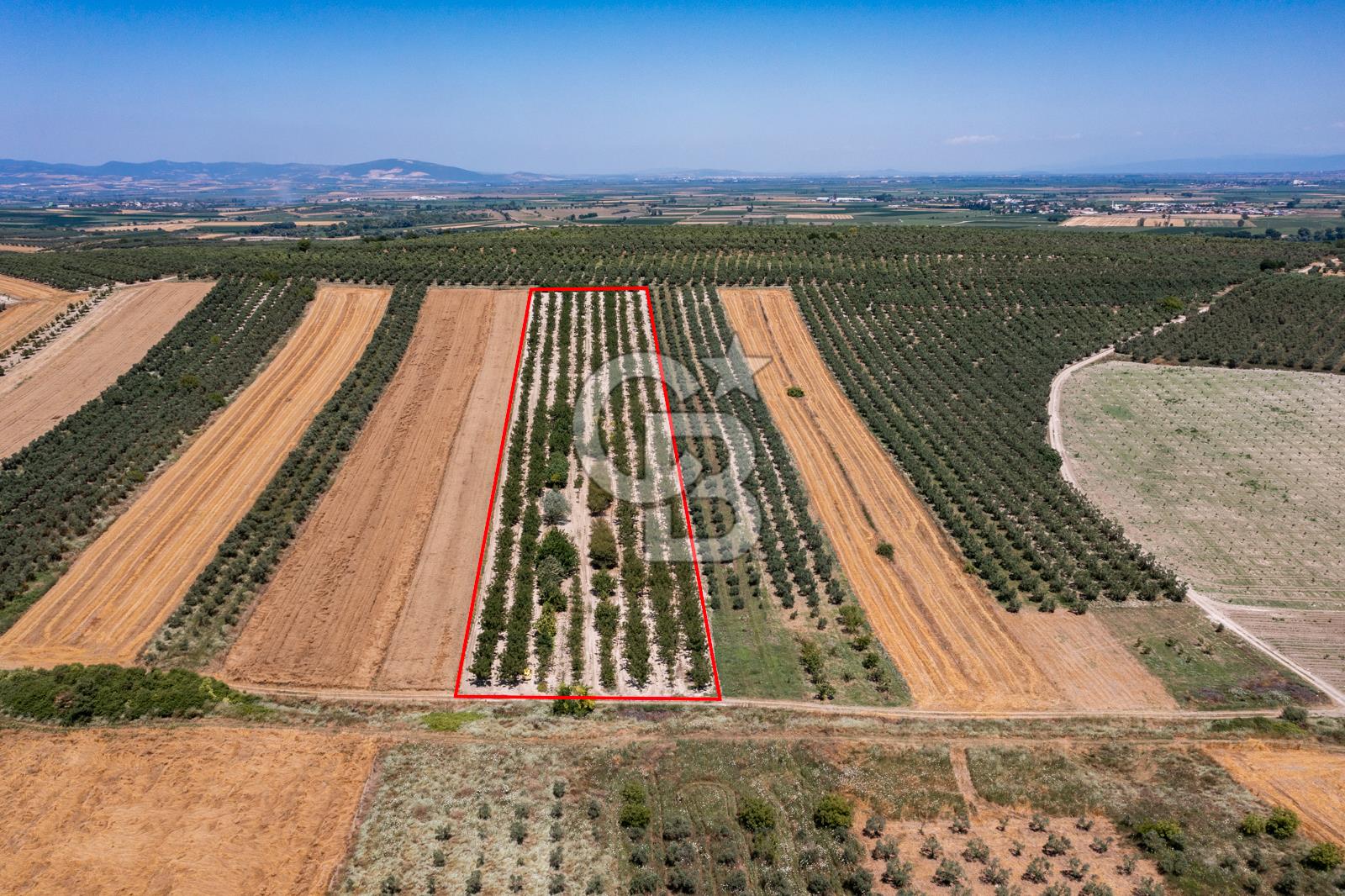 BURSA, KARACABEY, İSMETPAŞA'DA SATILIK 20.800m² CEVİZ TARLASI