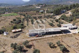 Kemalpaşa Soğukpınar Mevki Satılık Büyükbaş Hayvan Çiftliği