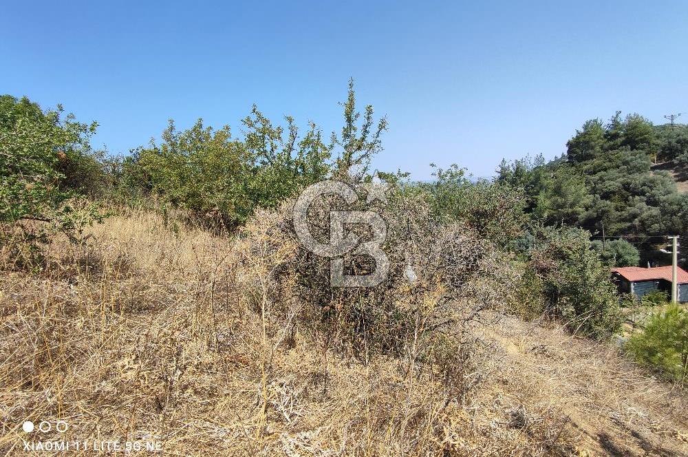 Acil Satılık Menderes-Gümüldür Yolu Üzerinde Zeytinli Tarla