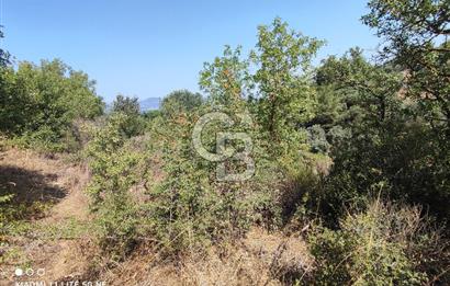 Acil Satılık Menderes-Gümüldür Yolu Üzerinde Zeytinli Tarla