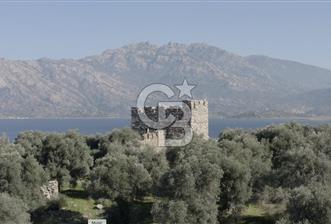 MUĞLA MİLAS'TA SATILIK ZEYTİNLİK