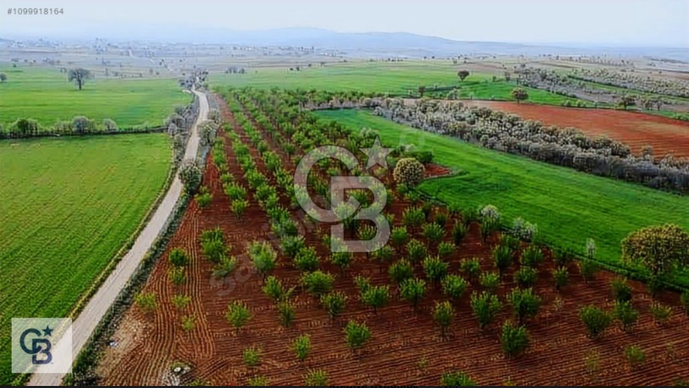 Uşak Karahallı'da Satılık Badem Bahçesi
