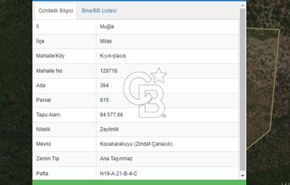 MİLAS KIYIKIŞLACIK'TA SATILIK YATIRIMLIK ZEYTİNLİK