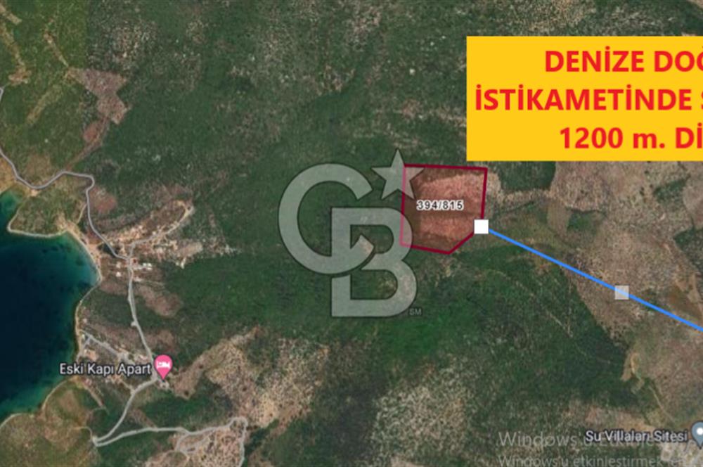 MİLAS KIYIKIŞLACIK'TA SATILIK YATIRIMLIK ZEYTİNLİK