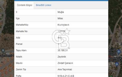 MİLAS KIYIKIŞLACIK'TA 445/1 DE SATILIK MUHTEŞEM ZEYTİNLİK