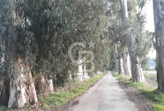 AKÇAPINARDA SATILIK 5.310.22 M2 TARLA VE MÜŞTEMELATLI EV