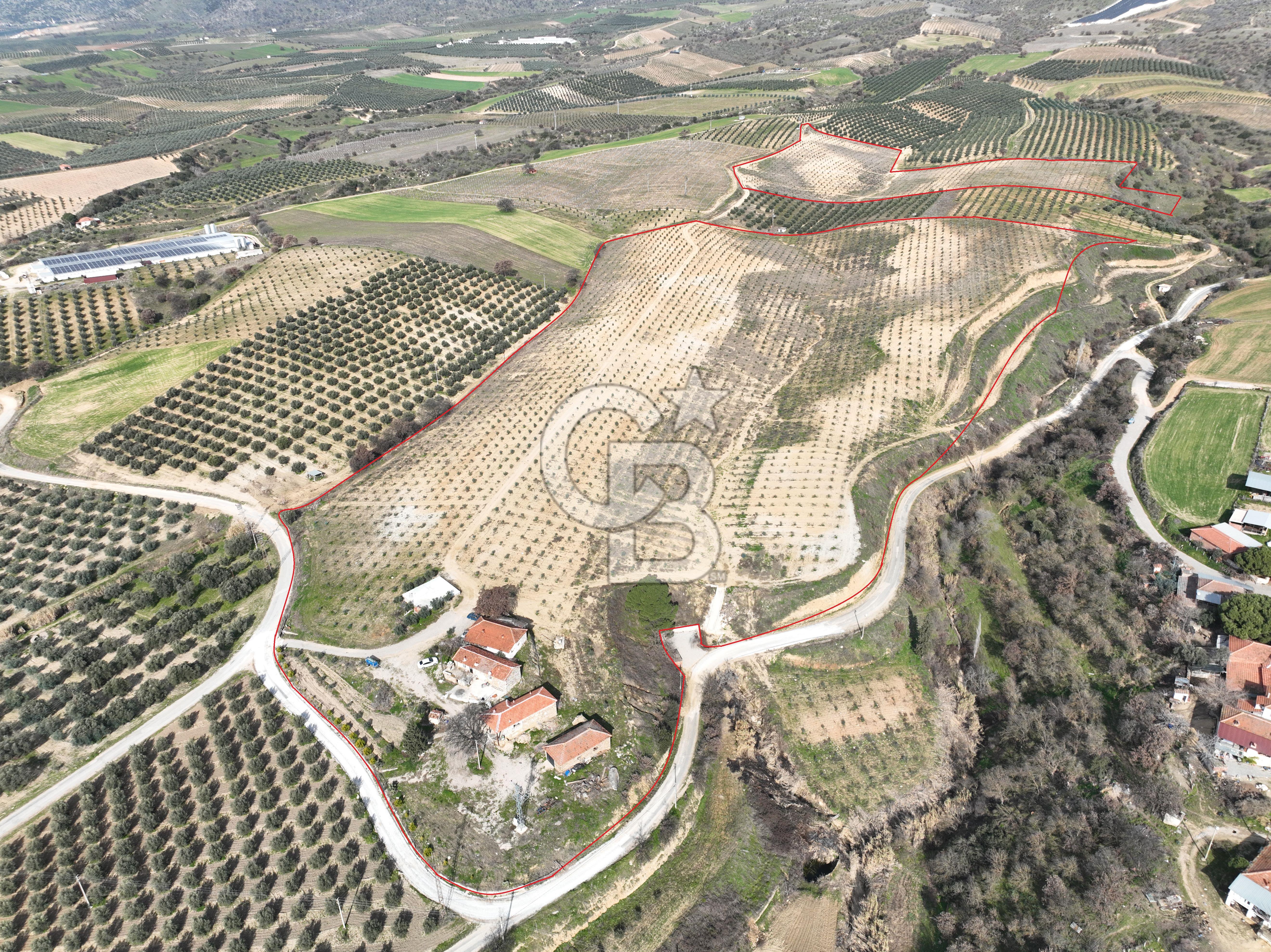 Salihli'de Satılık 120.000m² Zeytinlik ve Taşevleri olan Çiftlik