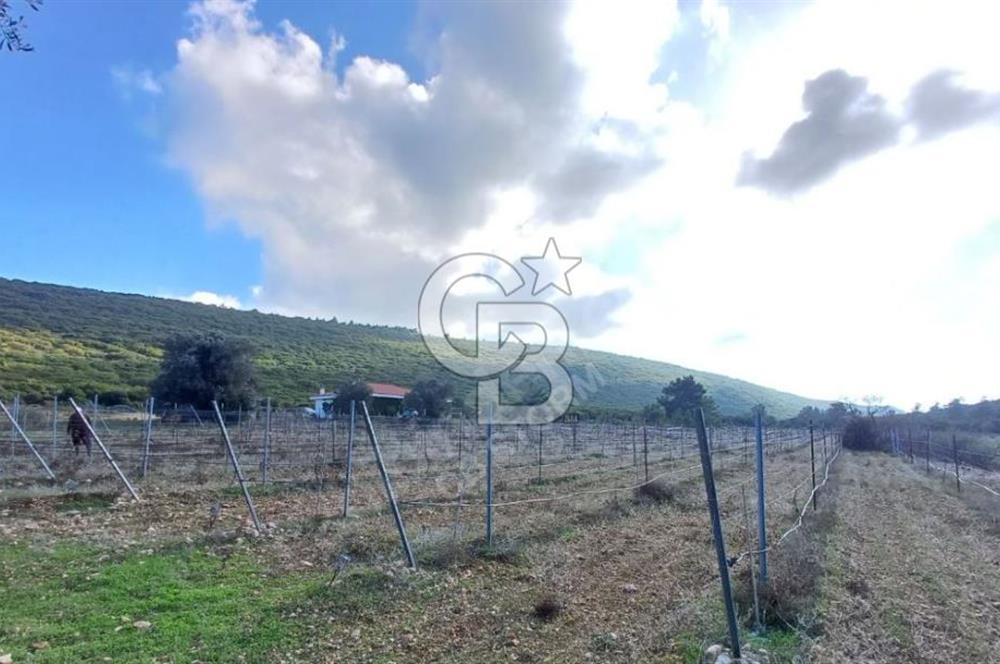 Urla Zeytineli'nde Satılık Tarla