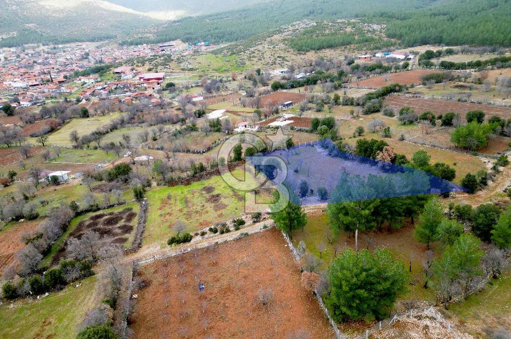 DENİZLİ Tavas Merkeze Yakın Satılık Bağlar 